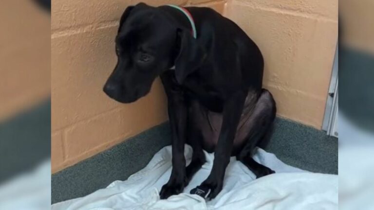 scared senior dog