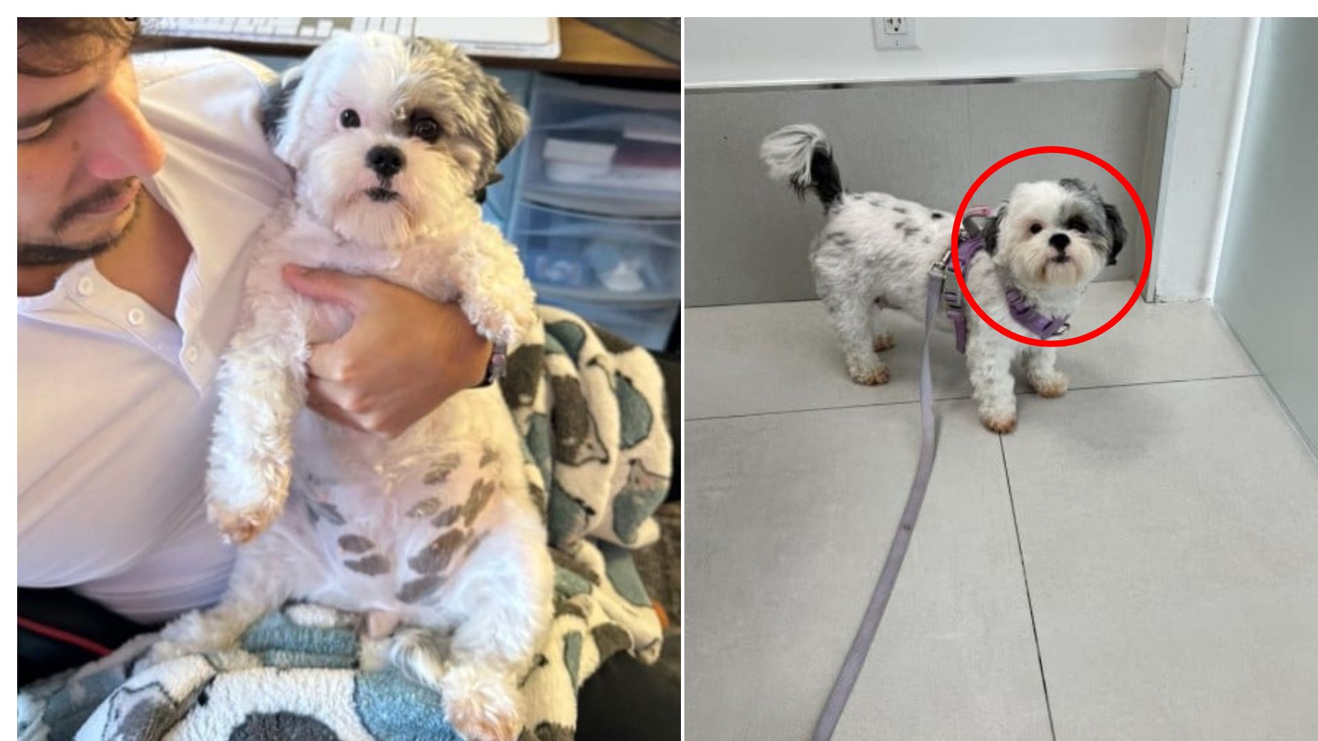 sweet dog at vets