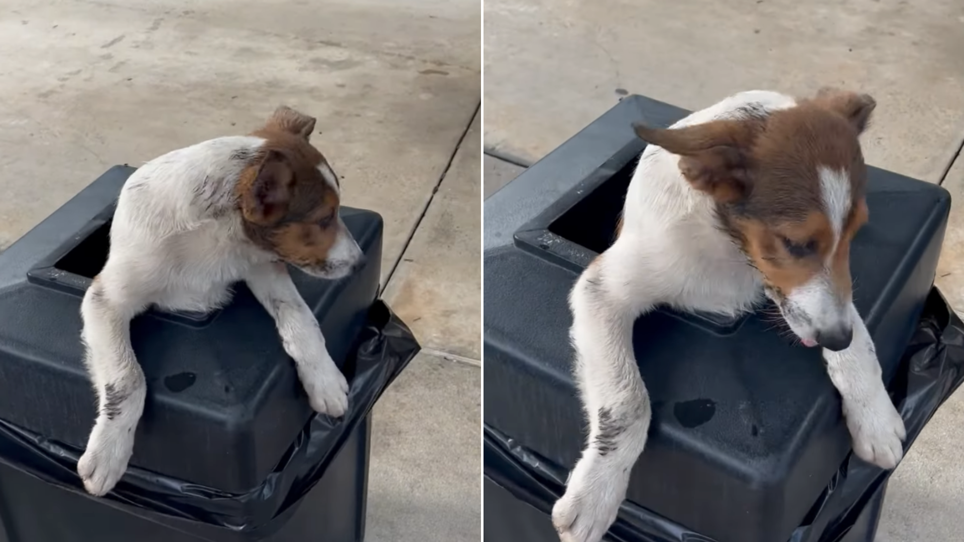 dog in trash bin