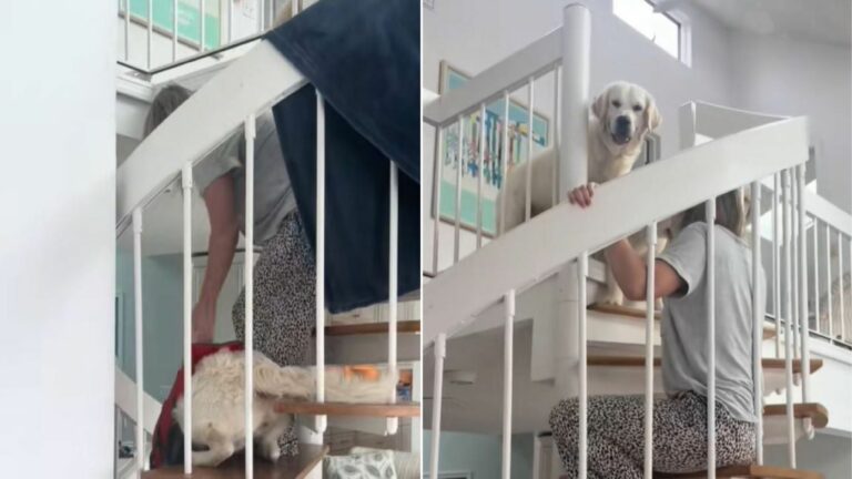 dog on stairs