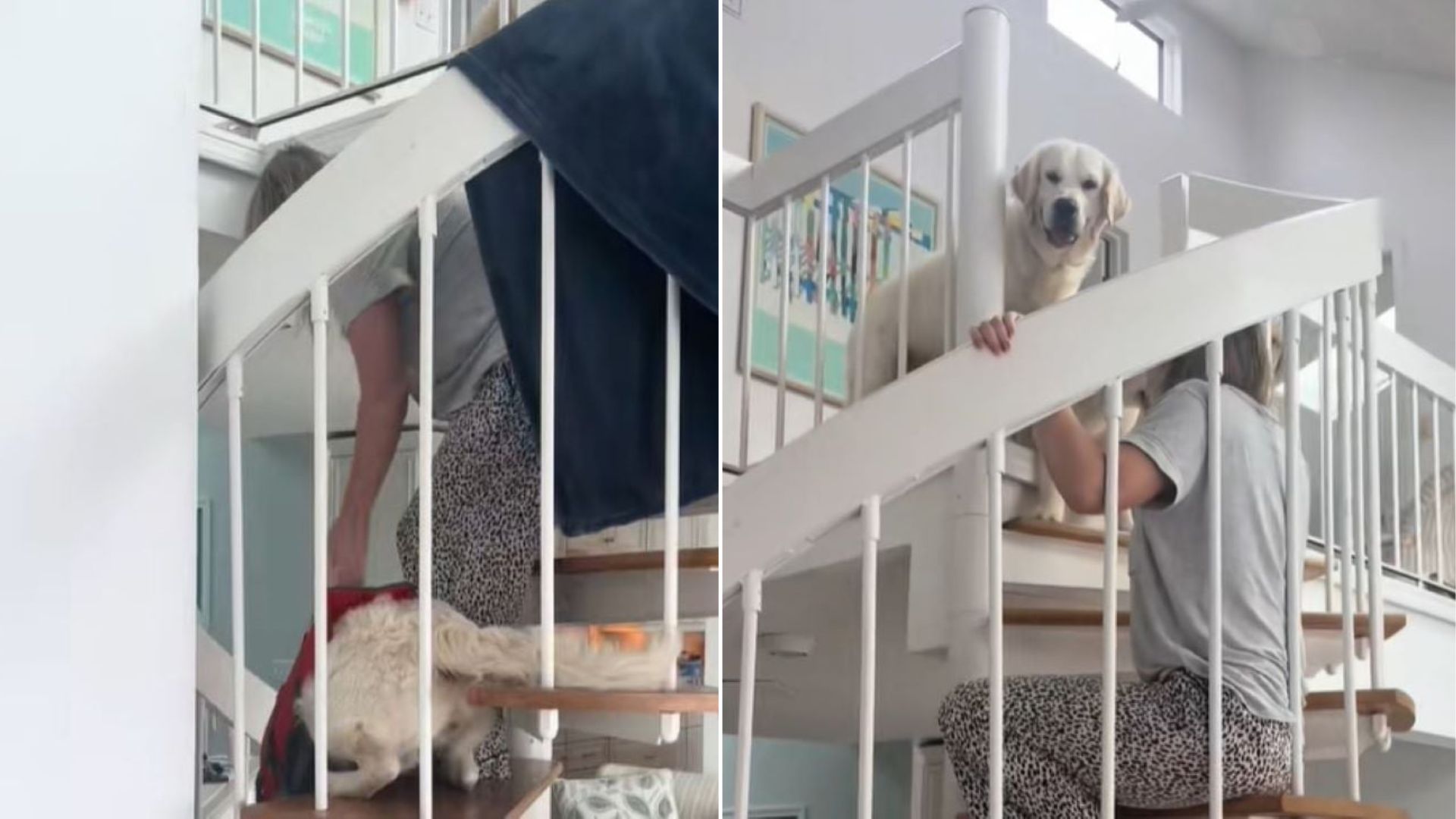 dog on stairs
