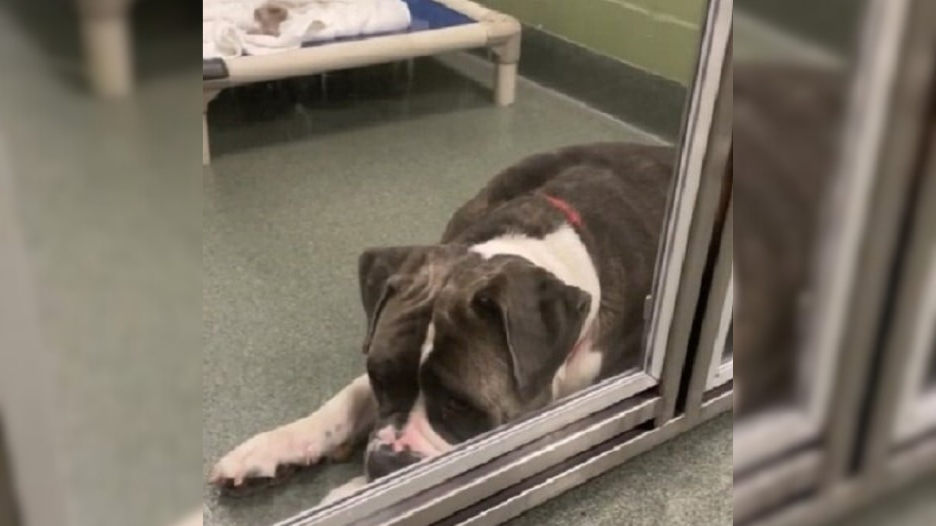 sad shelter dog