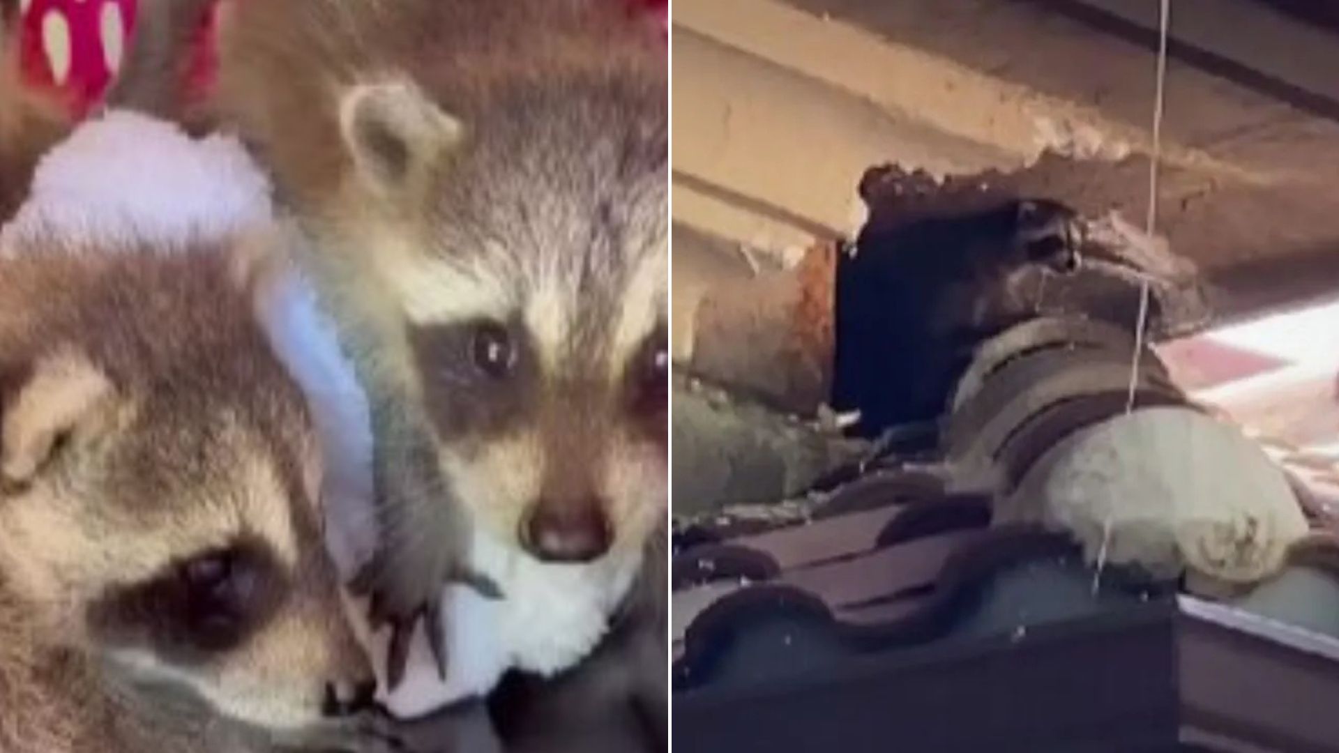tiny raccoons