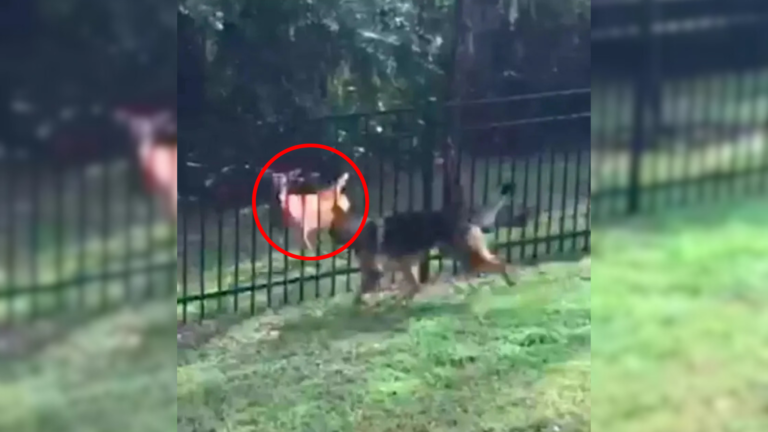 dog and deer playing