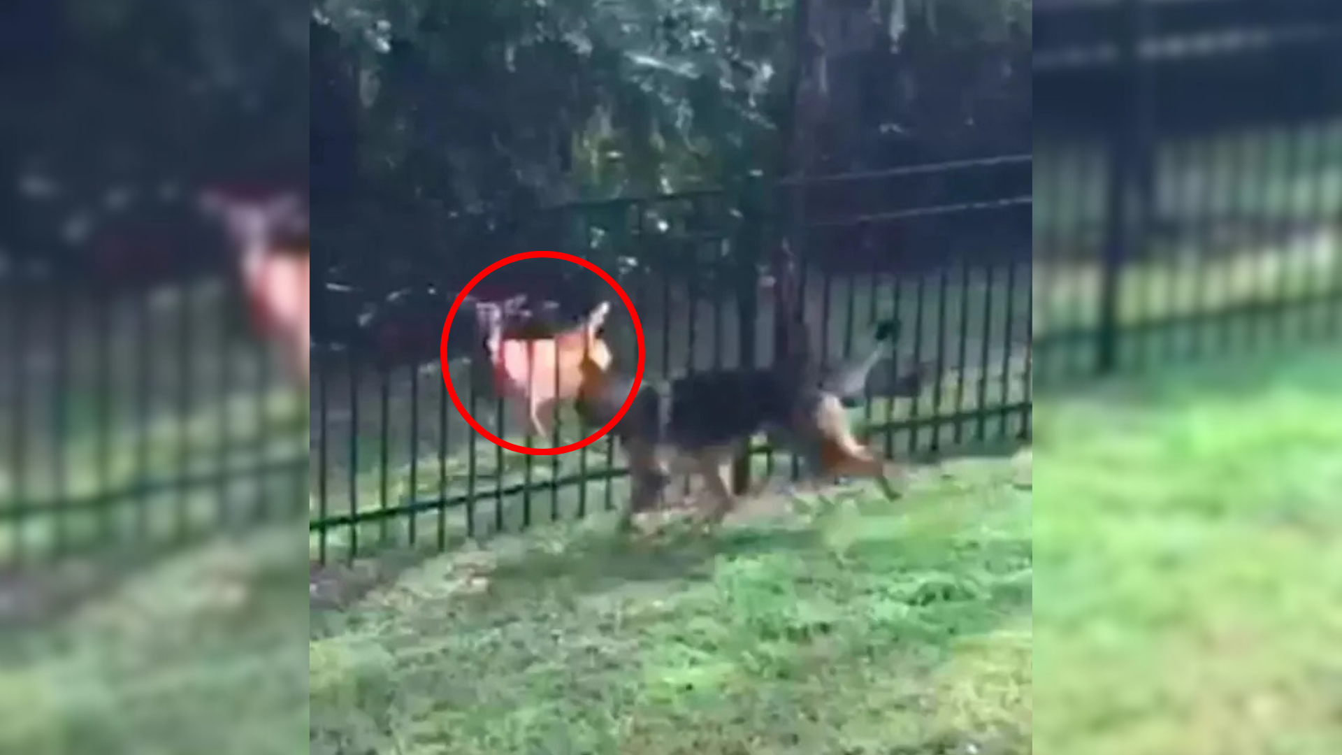 dog and deer playing