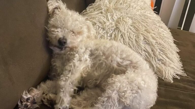 white dog laying down