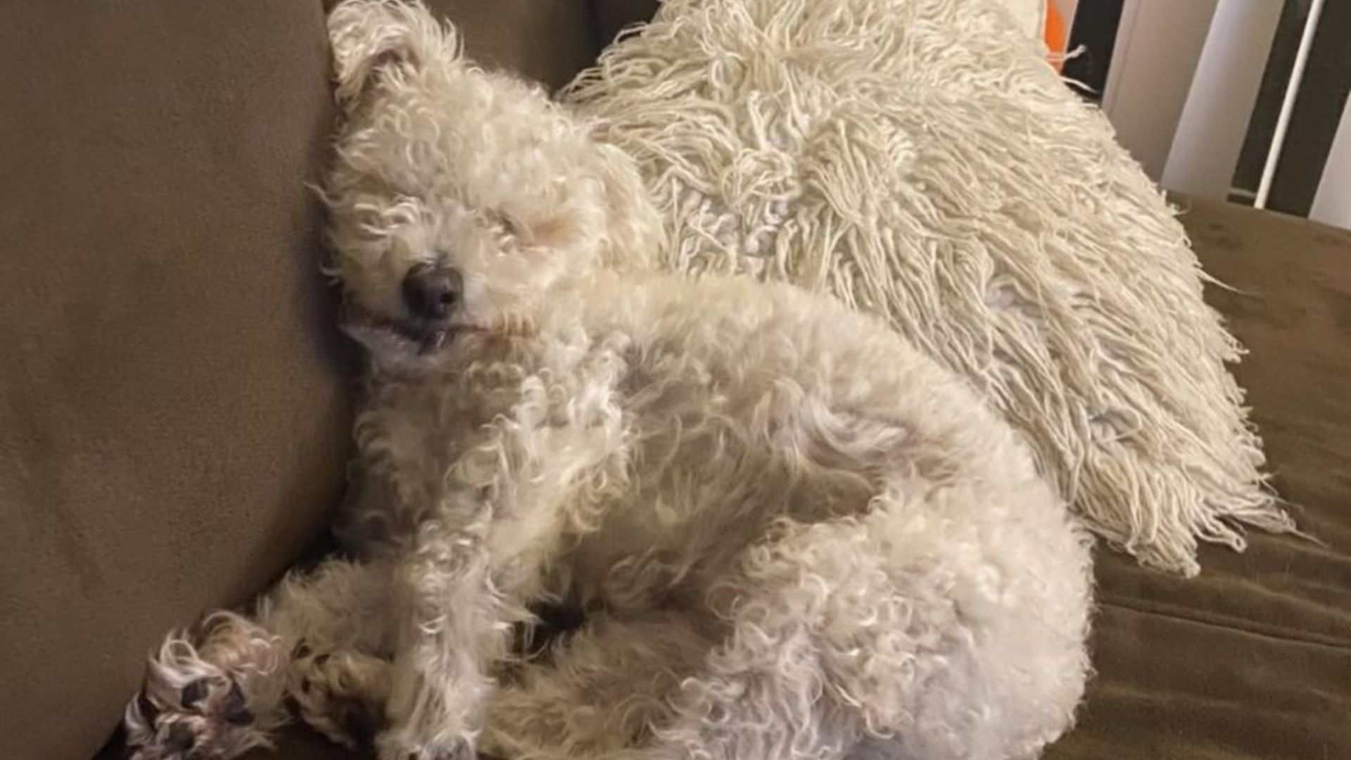 white dog laying down