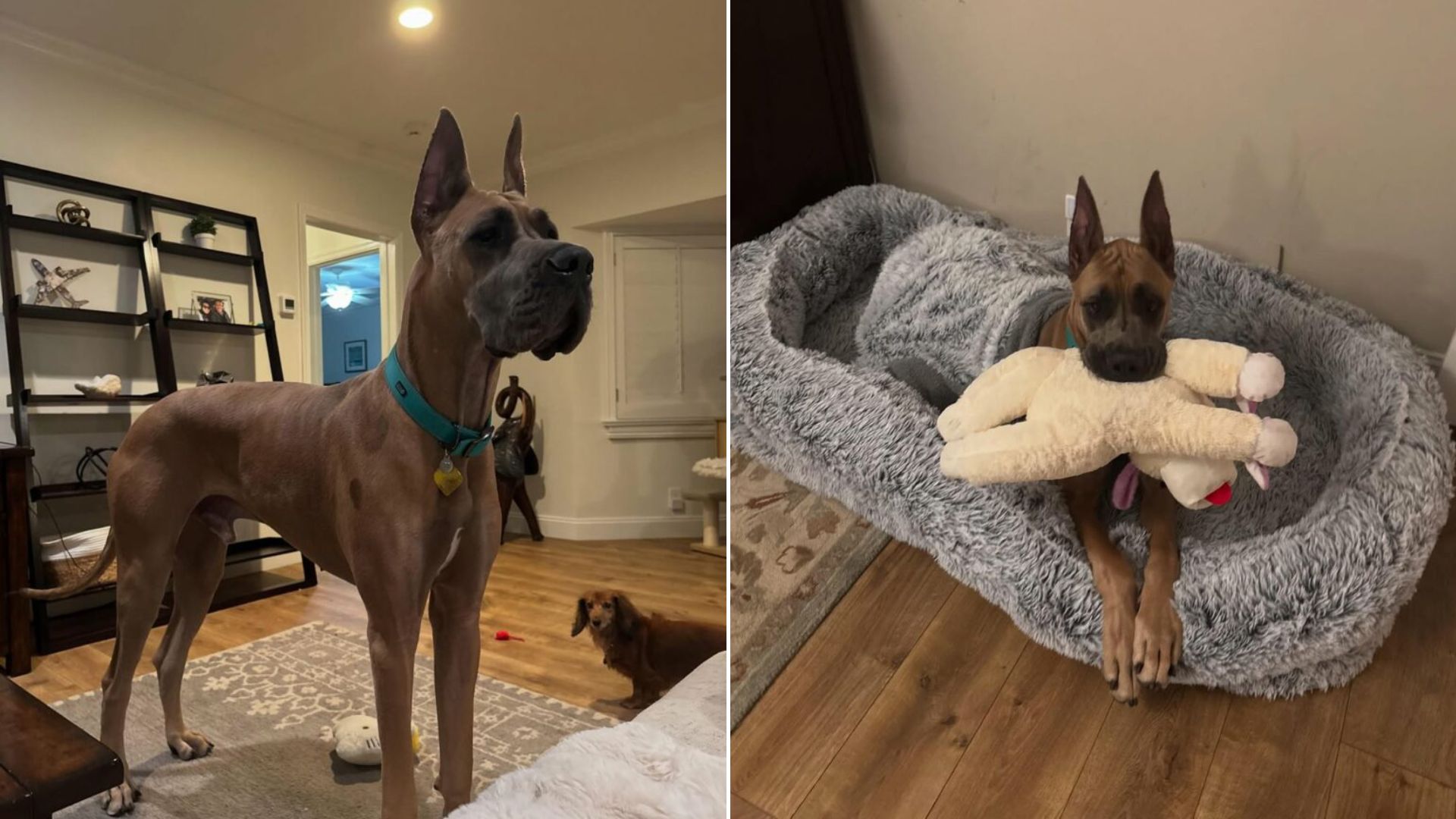 adorable senior dog in house