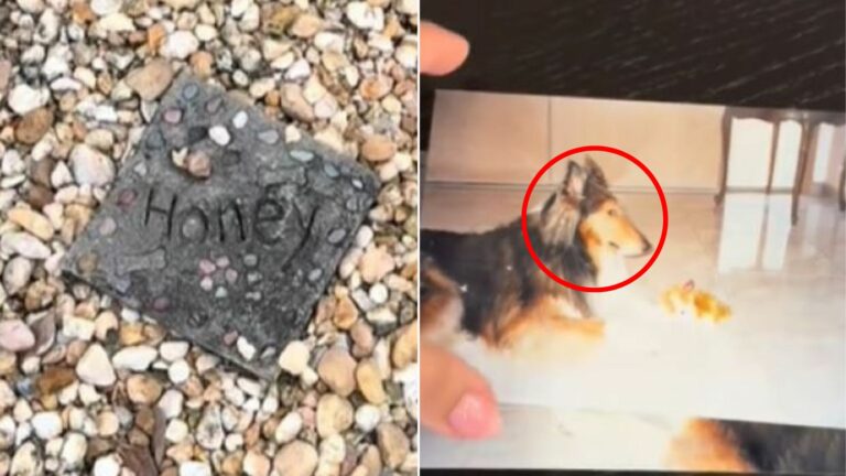 dog on picture