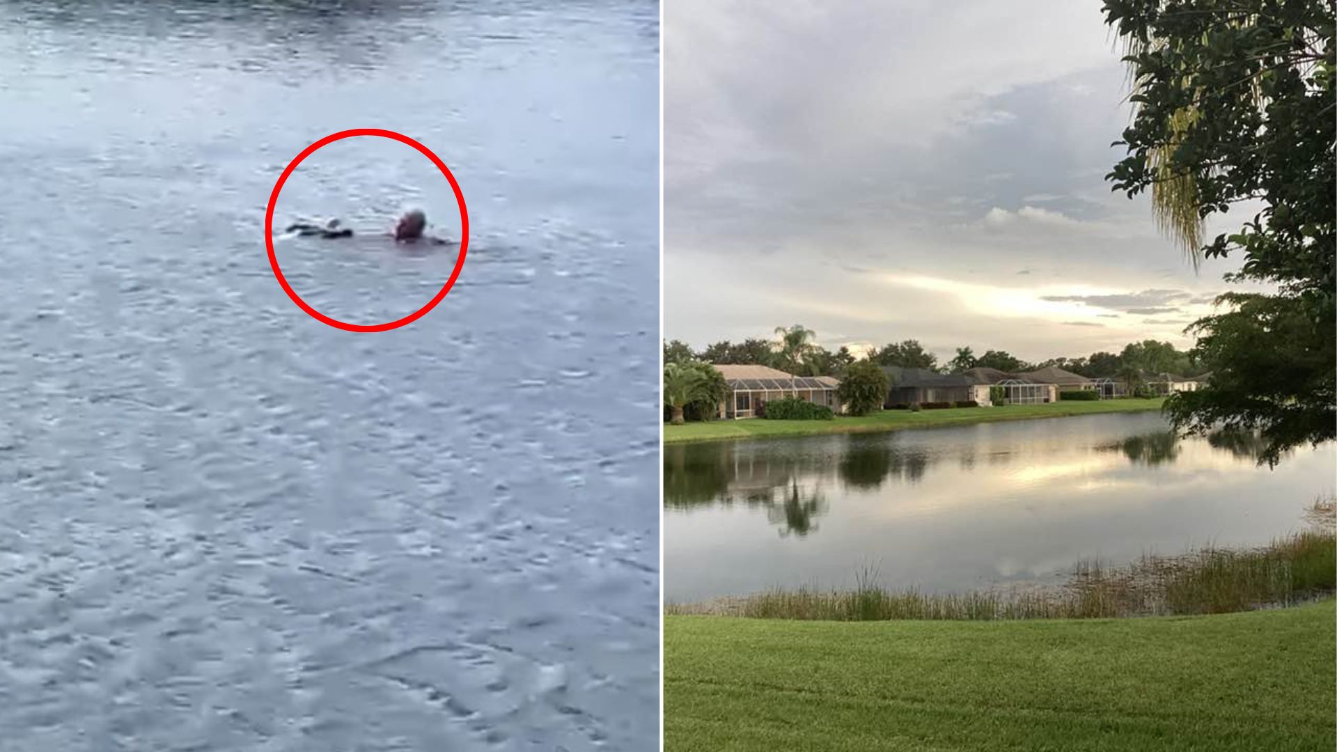 man saving a bald eagle
