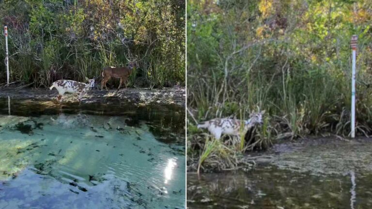 rare animal in forest