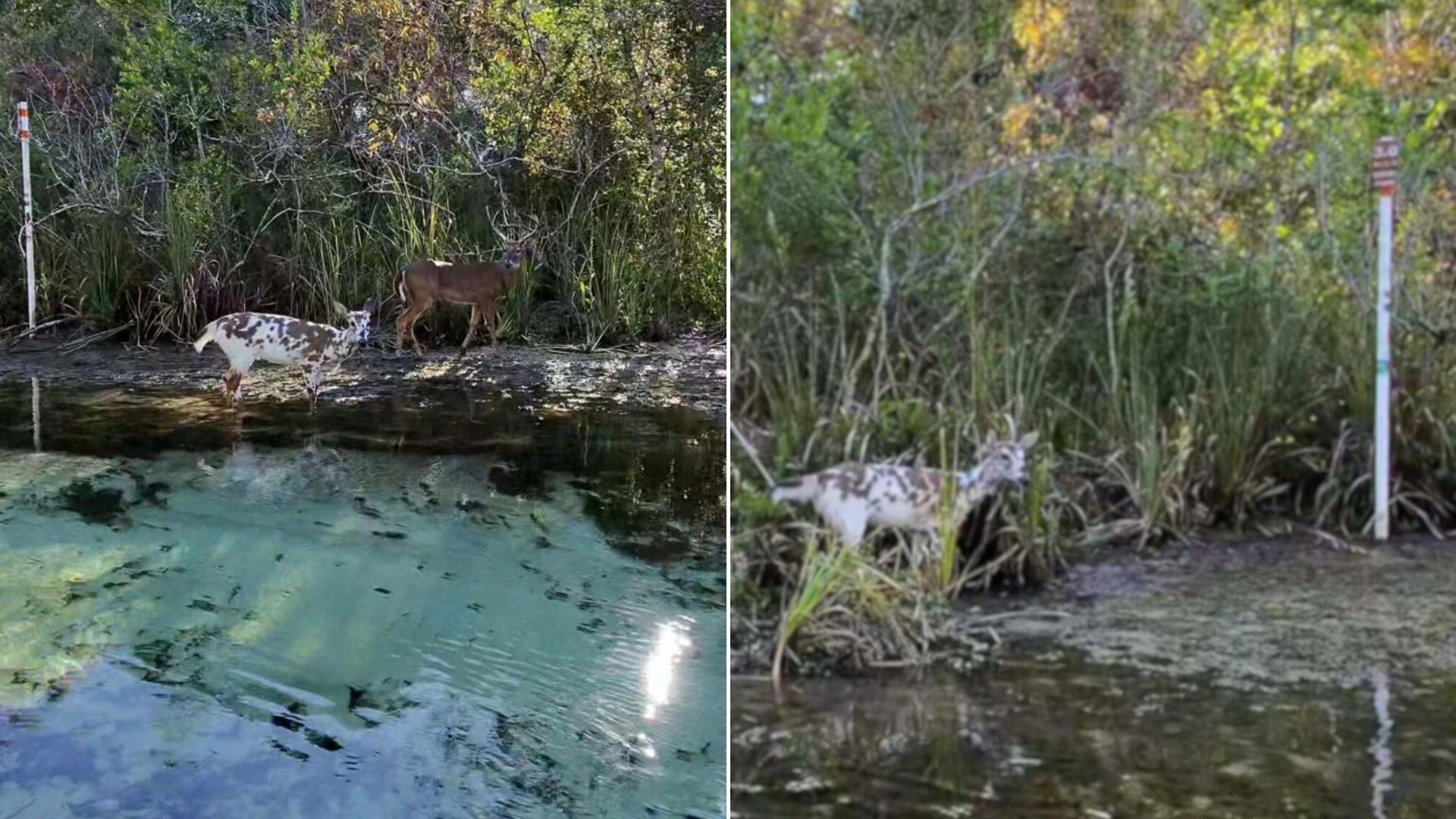 rare animal in forest