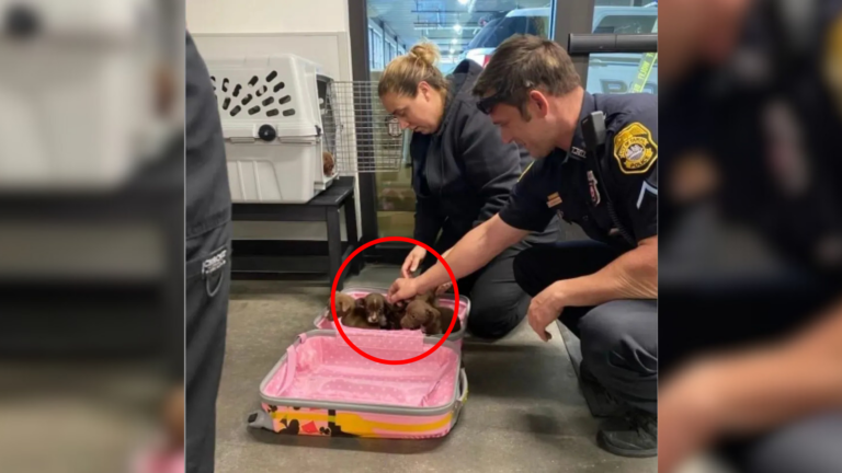 puppies in suitcase
