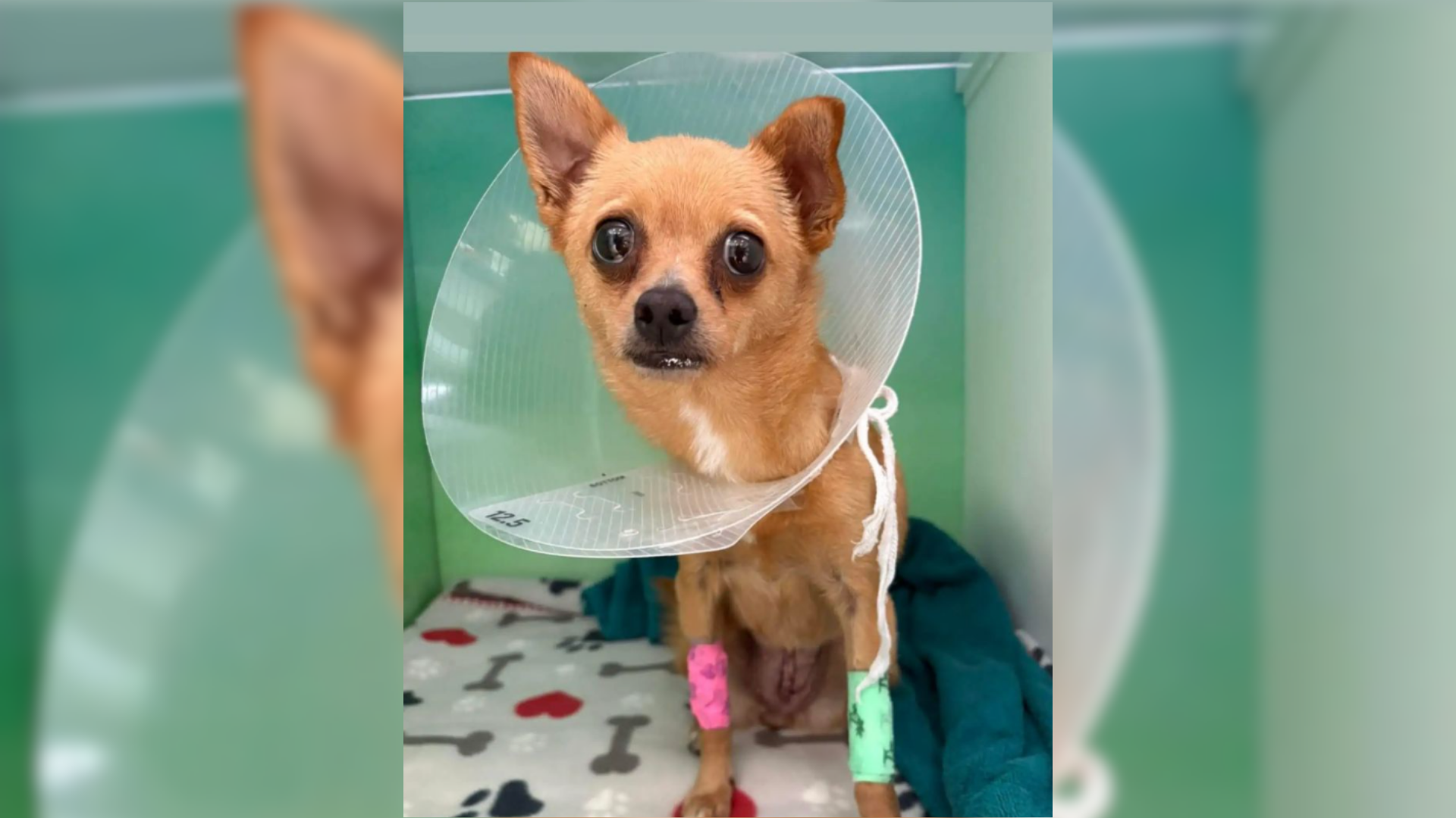 chihuahua with cone