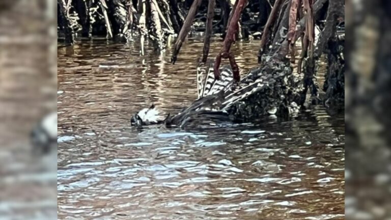 trapped bird in water