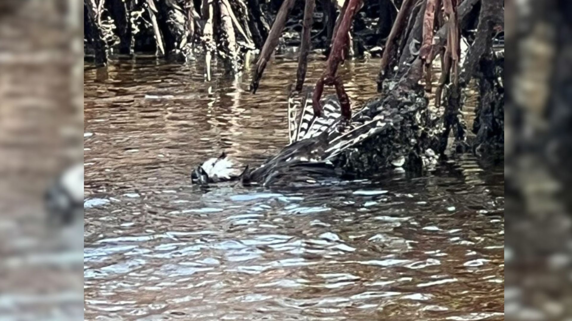 trapped bird in water