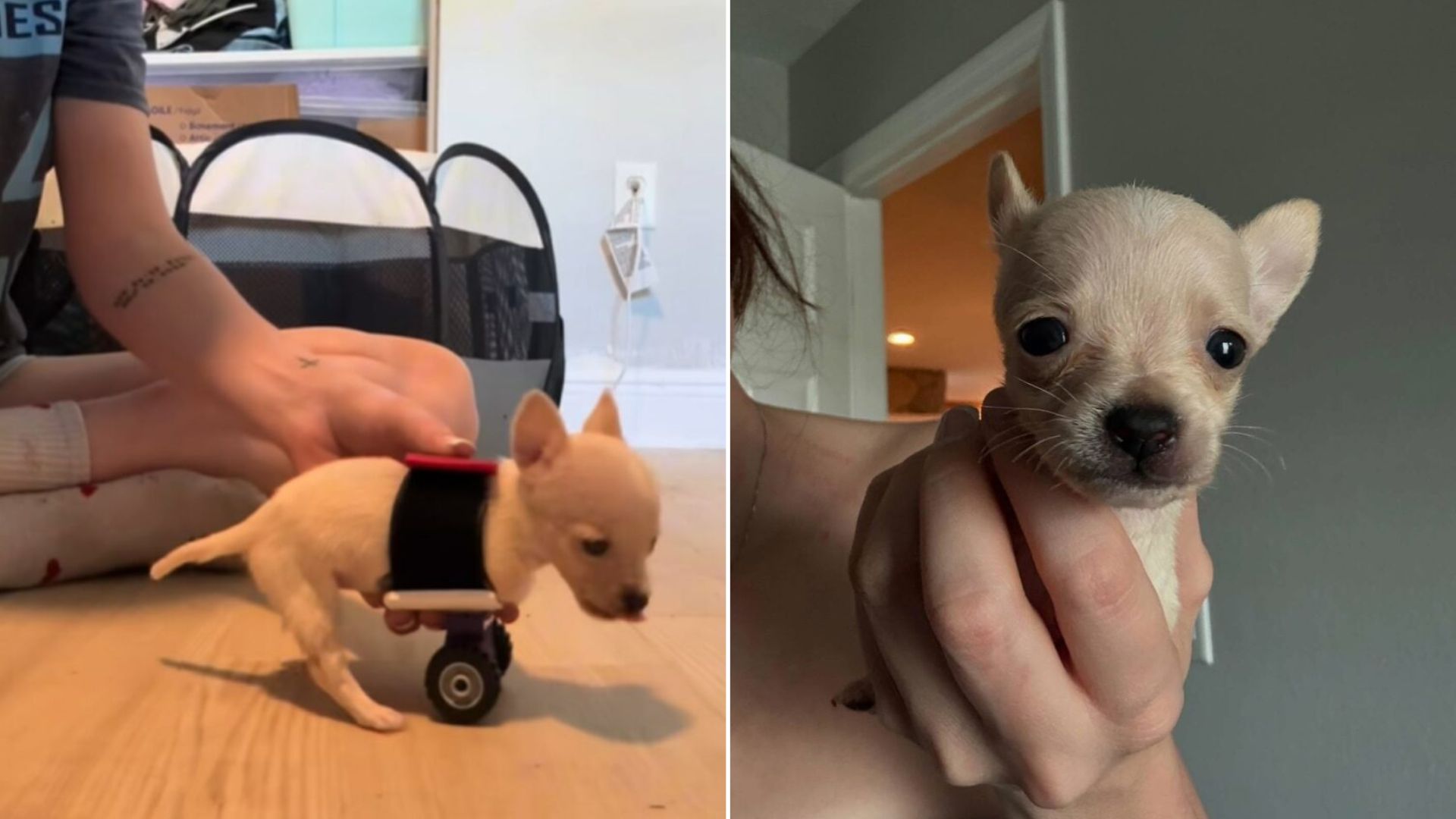 dog with wheels