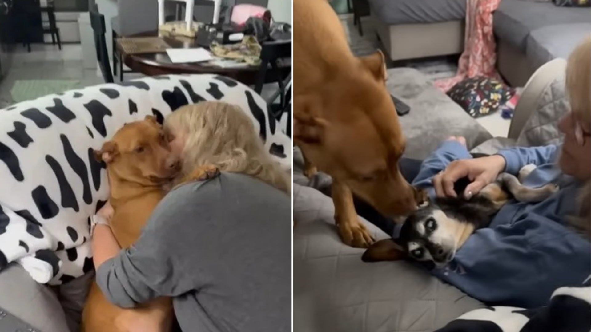 woman hugging dog