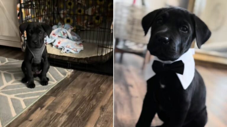 sweet black dog