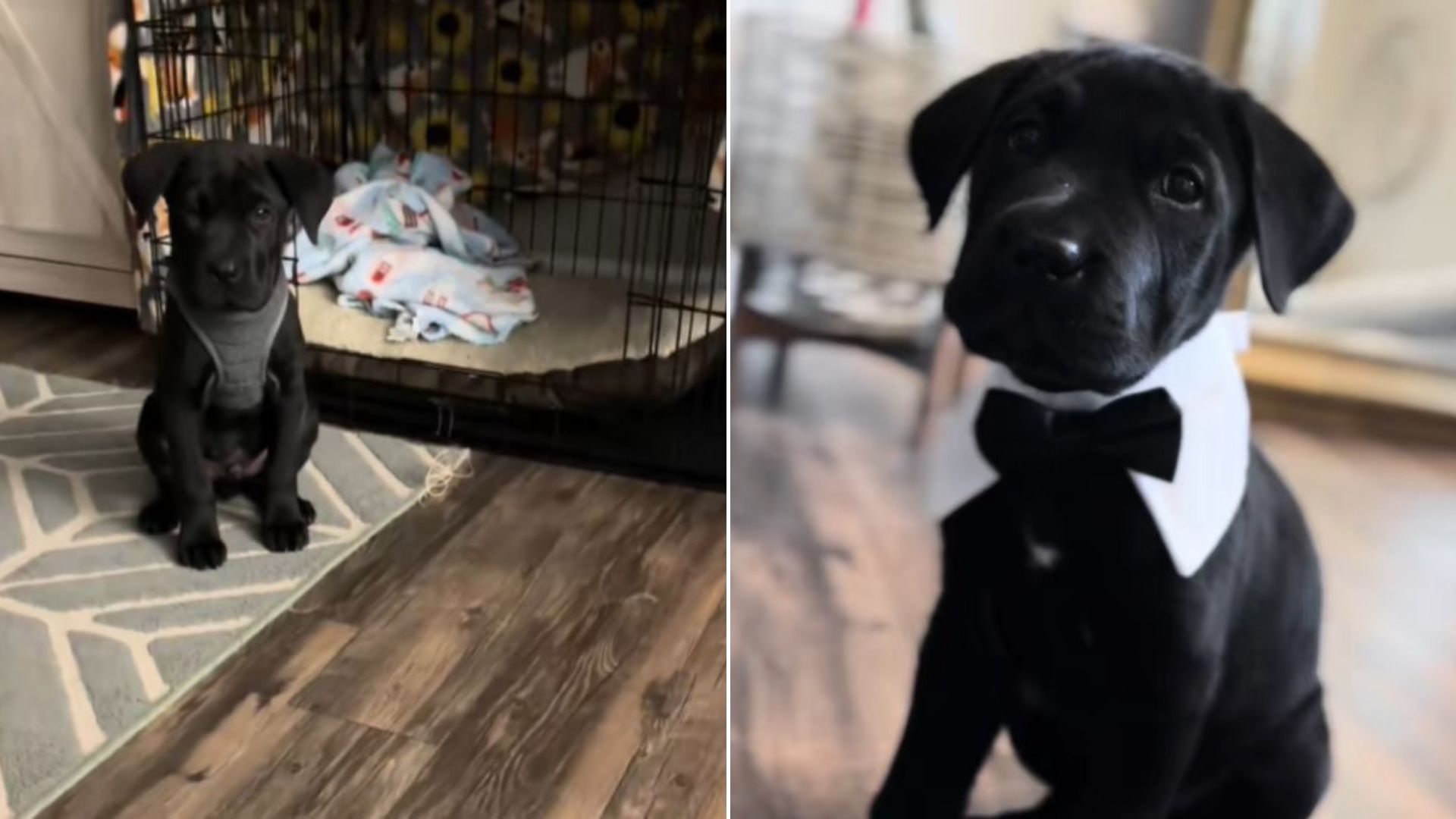 sweet black dog