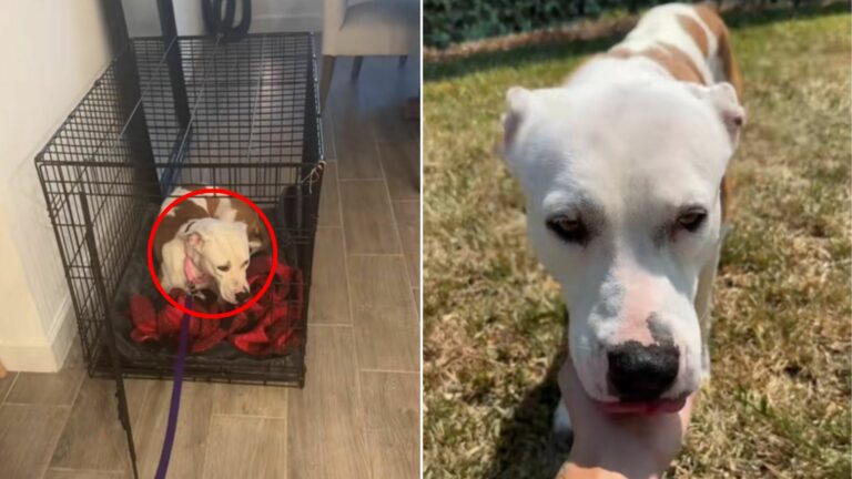 cute white dog in house