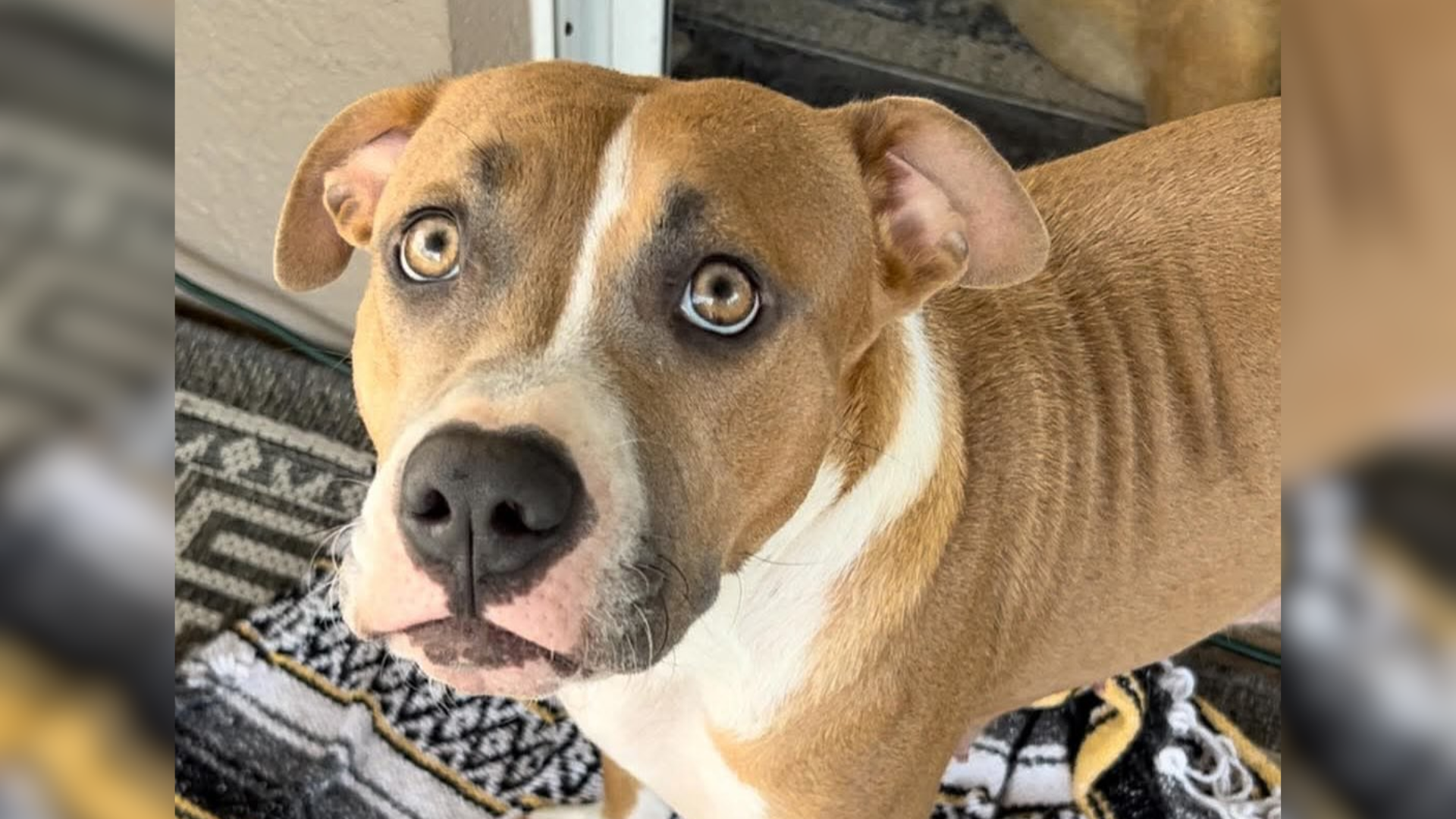 dog with confused eyes
