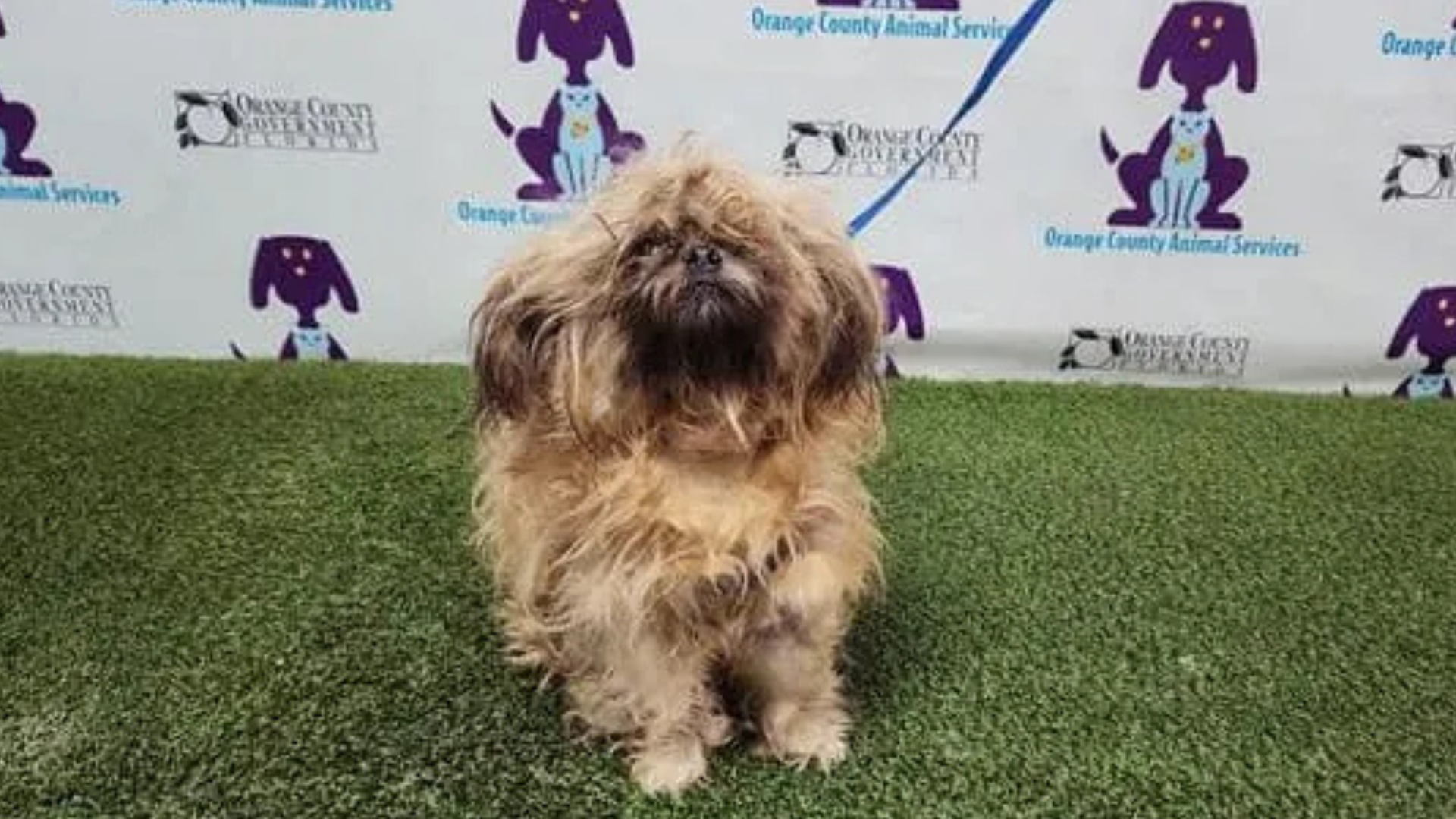 dog with long fur