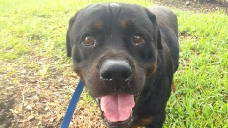 cute rottweiler dog
