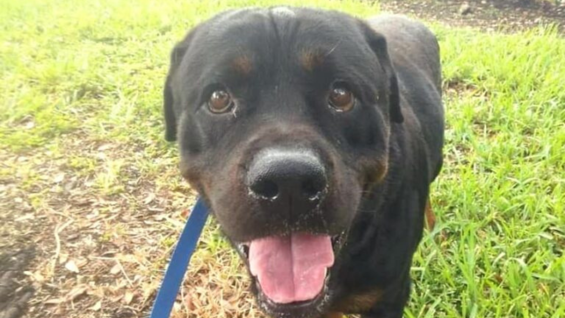 cute rottweiler dog