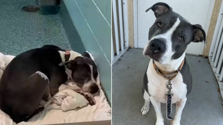 sad dog in shelter