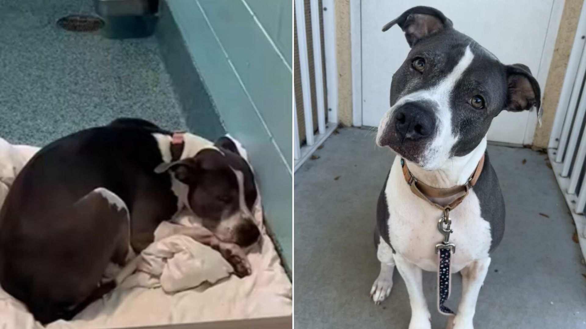 sad dog in shelter