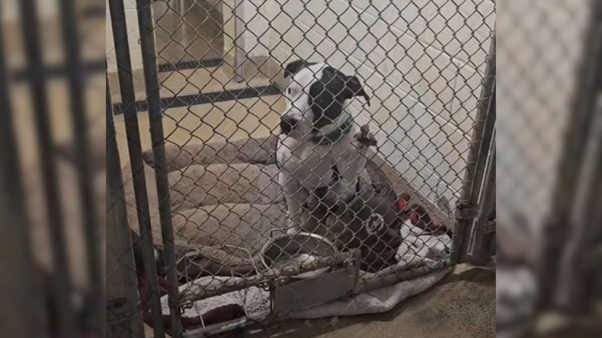 trapped senior dog
