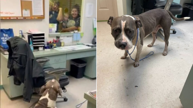 dog at the shelter
