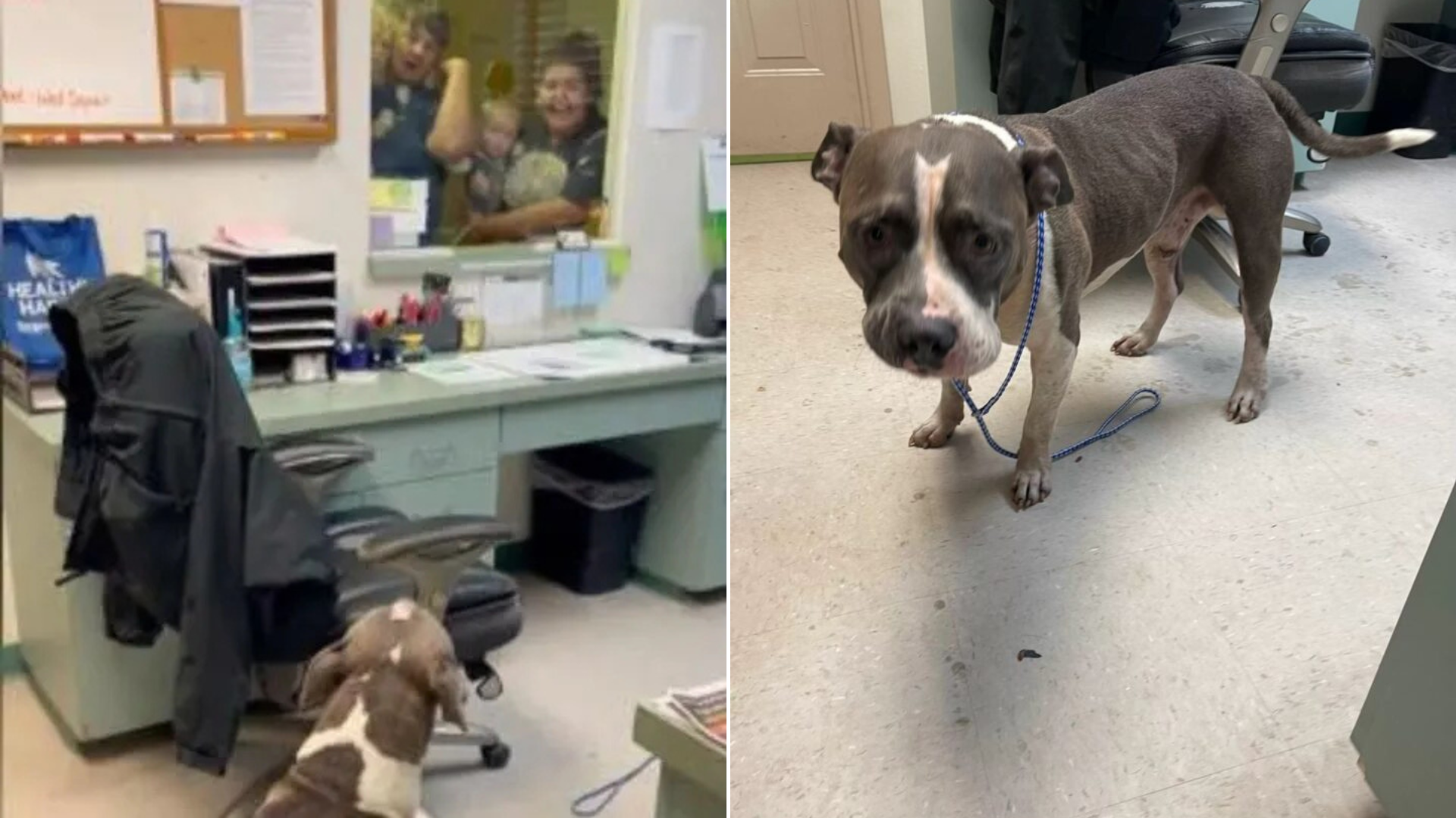 dog at the shelter