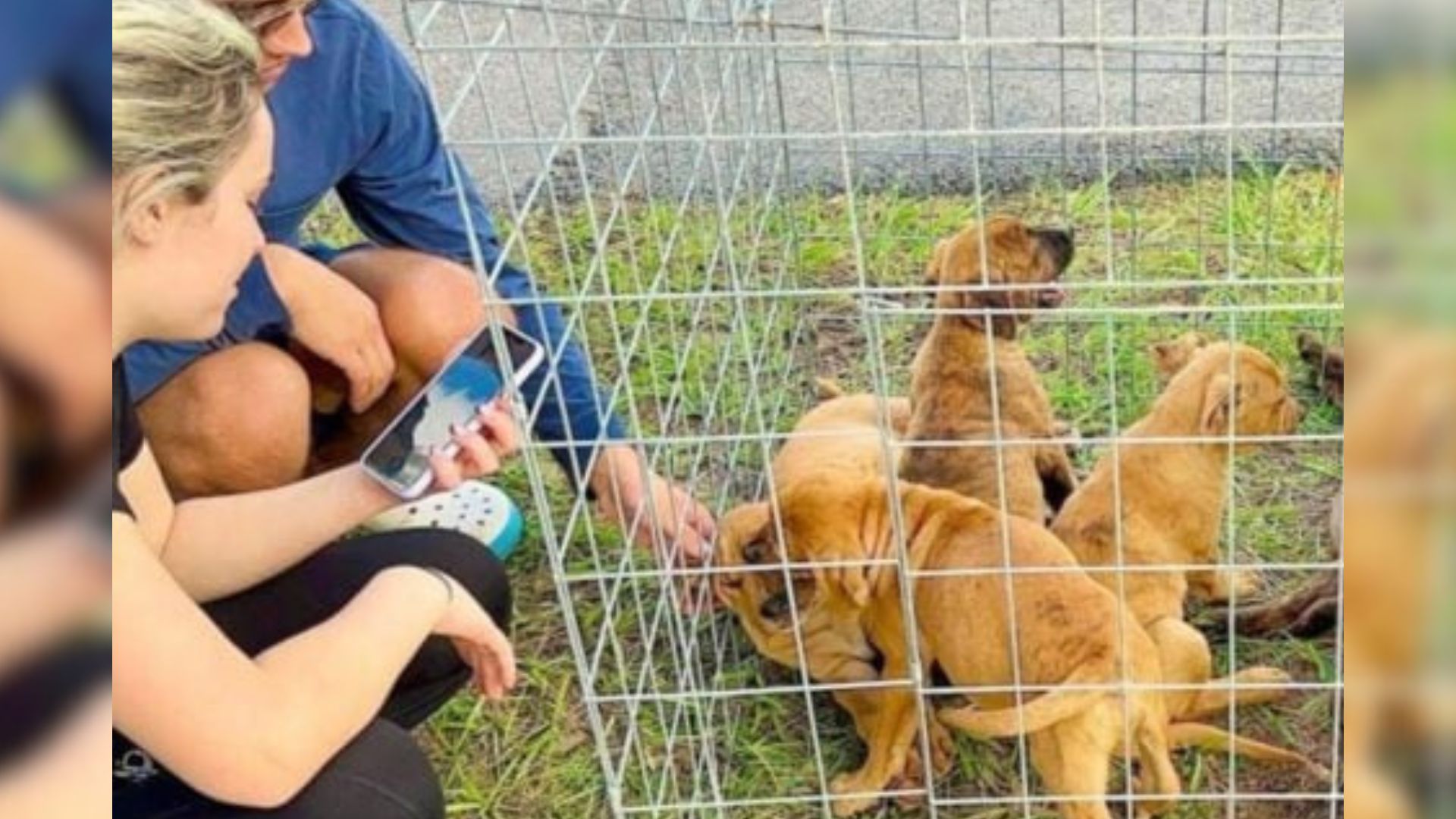 puppies in crate