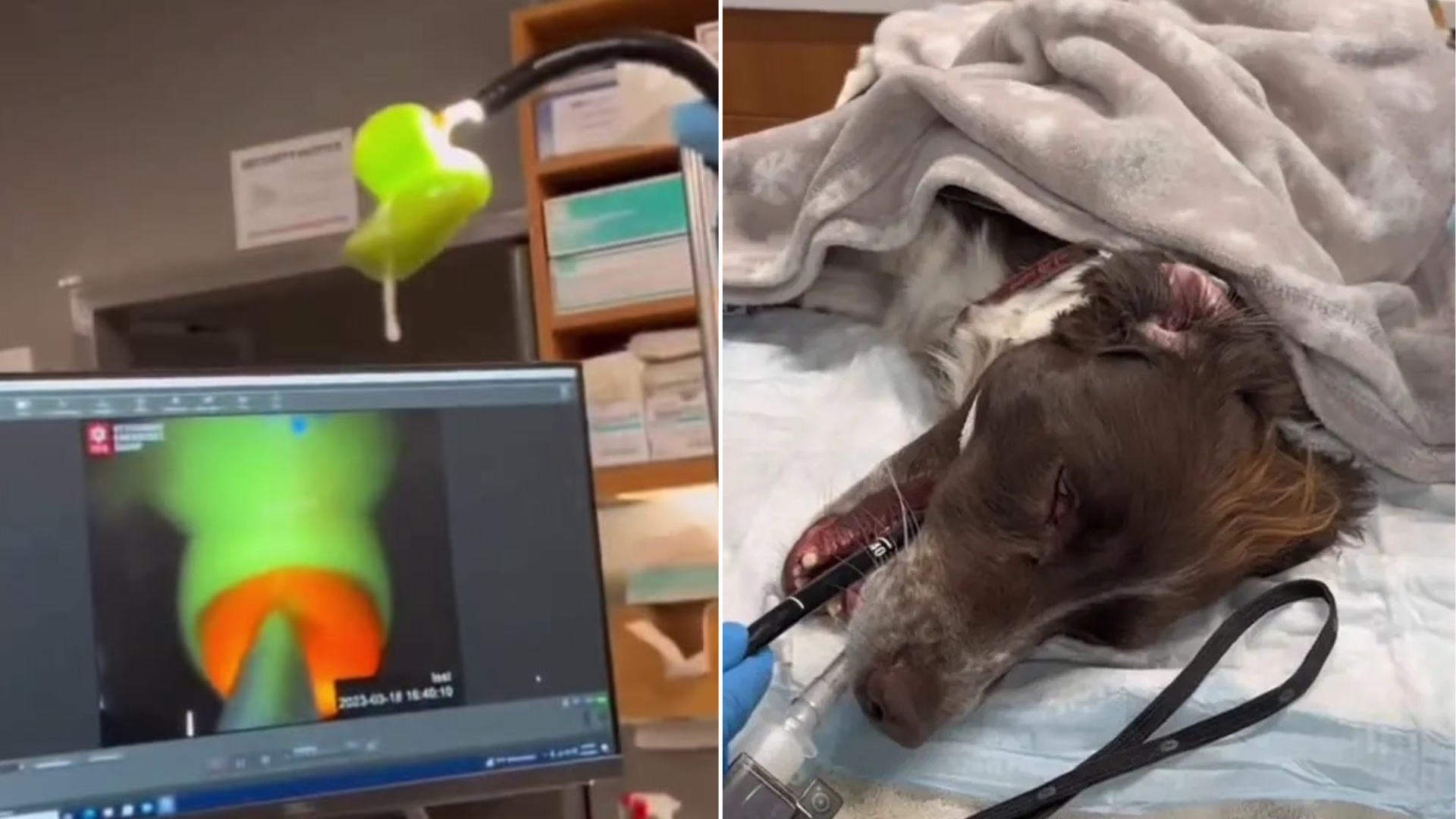 dog at vet