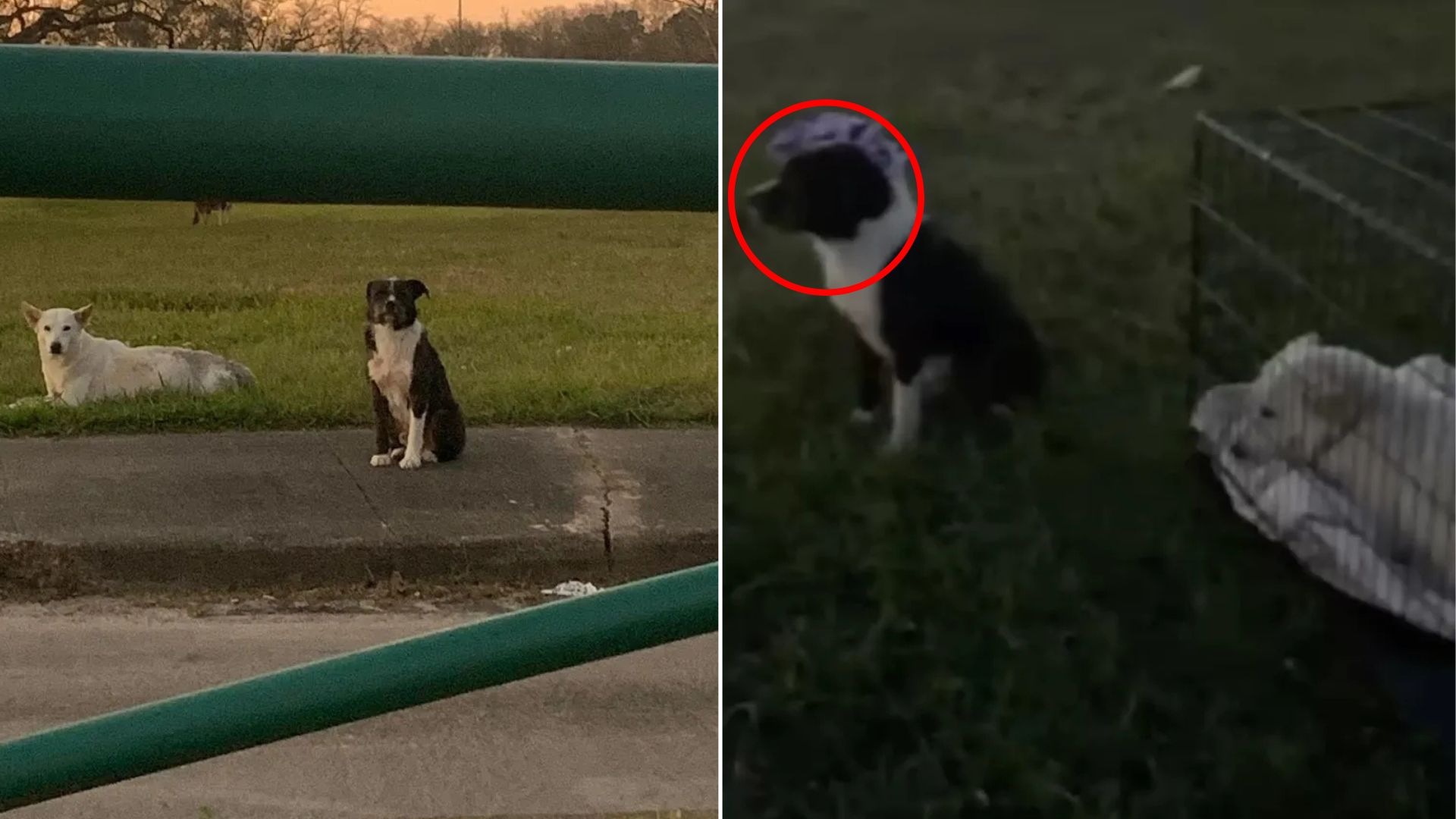 lonely dog