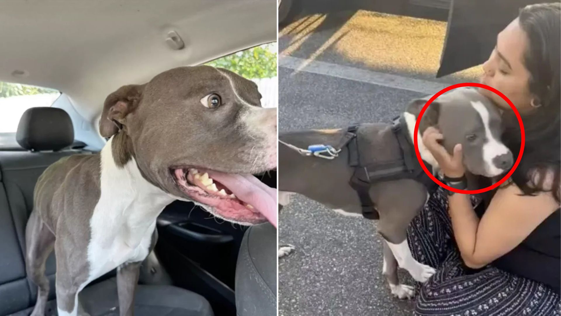 woman hugging a dog