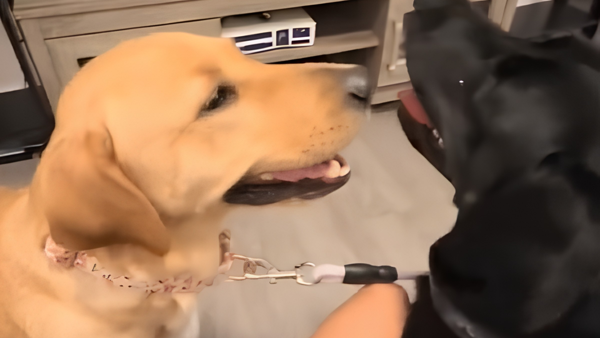 two dogs