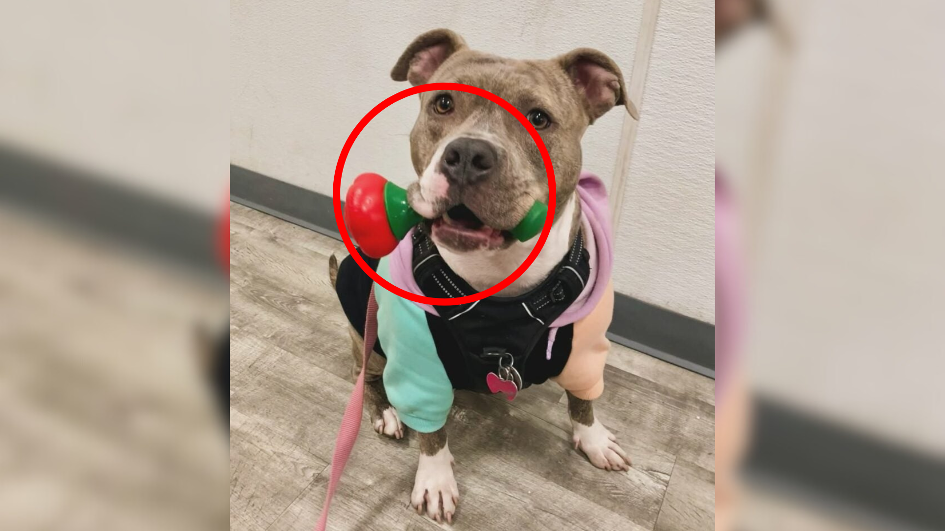 dog with toy in mouth