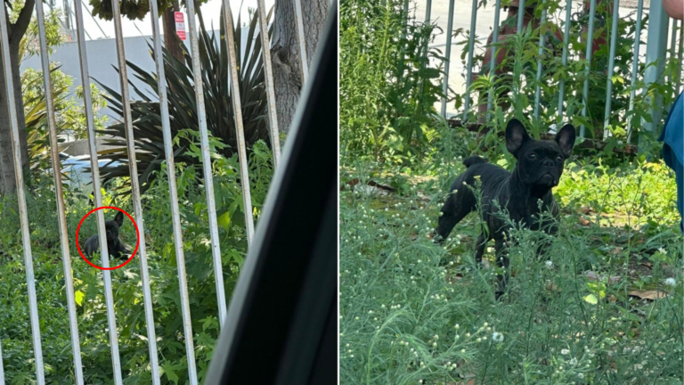 black dog in grass