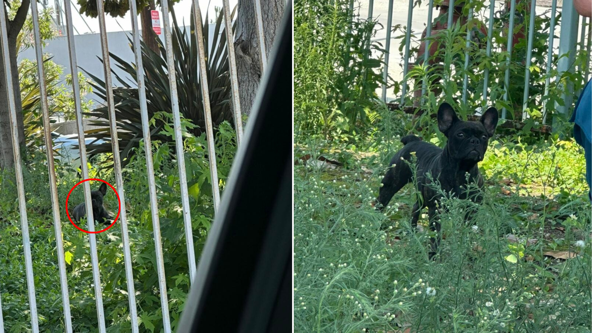 black dog in grass