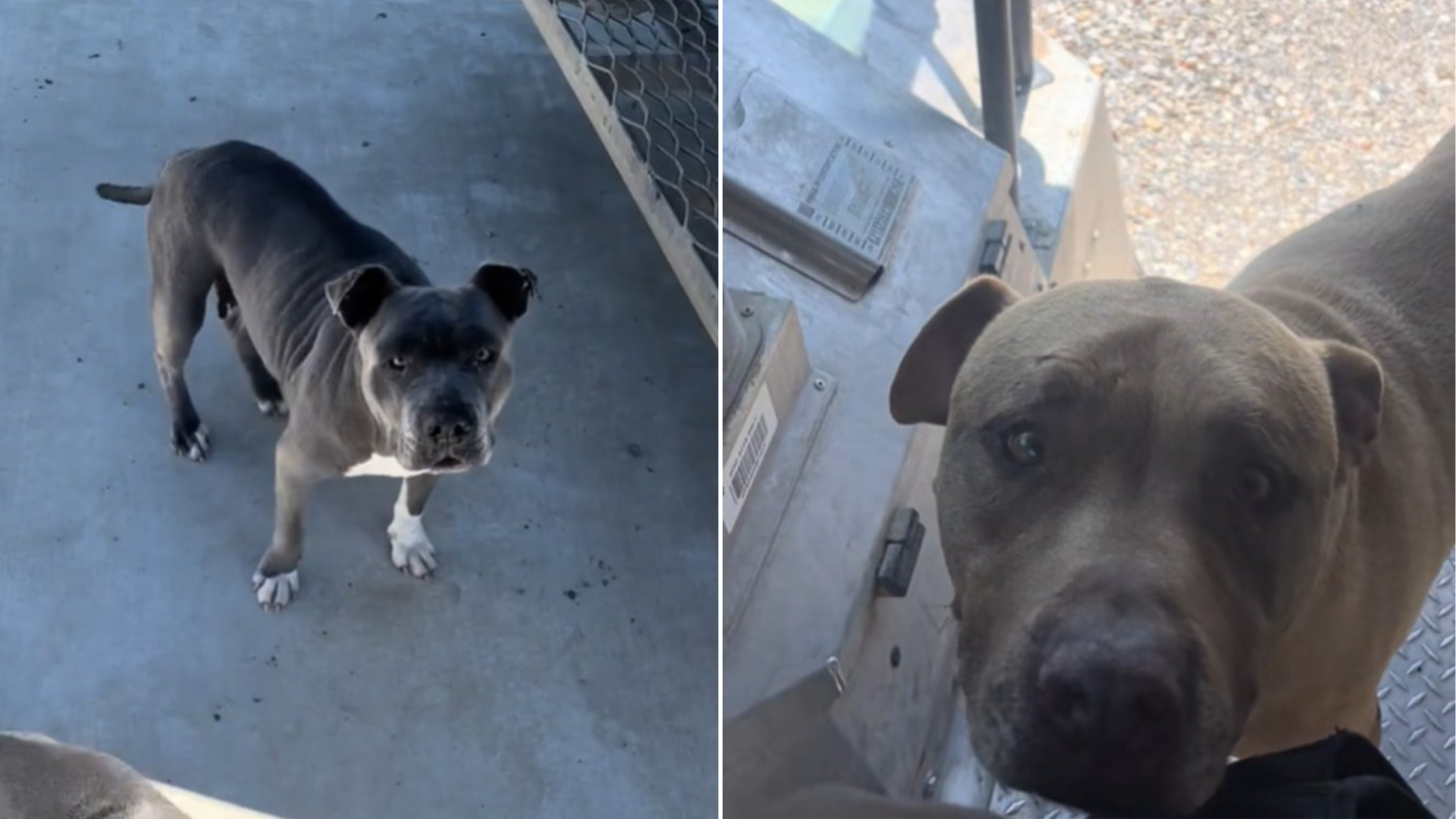 dog looking at camera