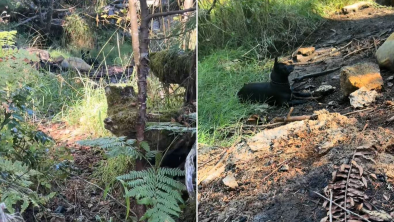 dog in forest