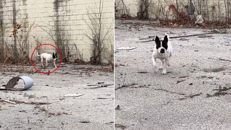 small stray dog
