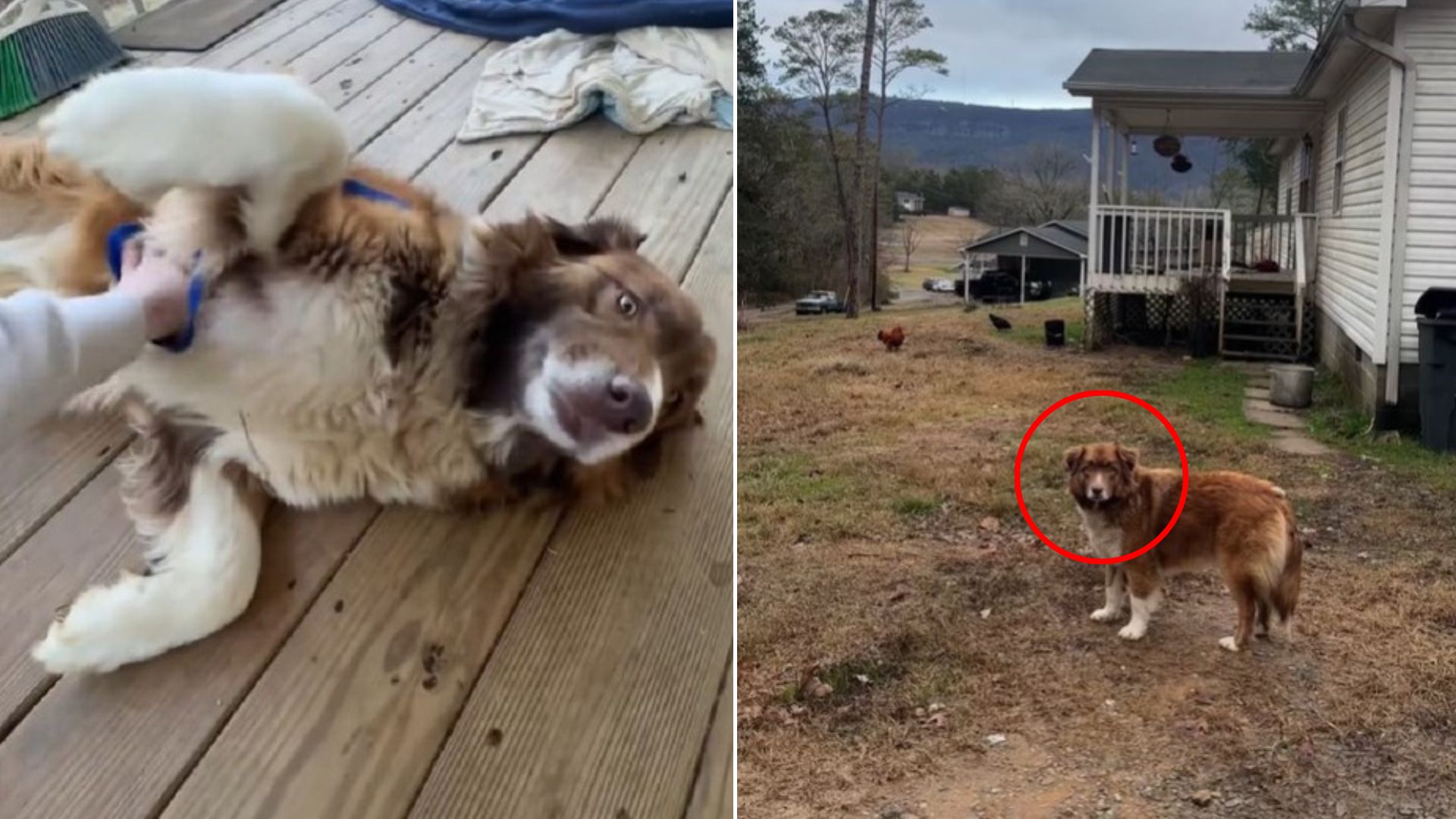 abandoned dog