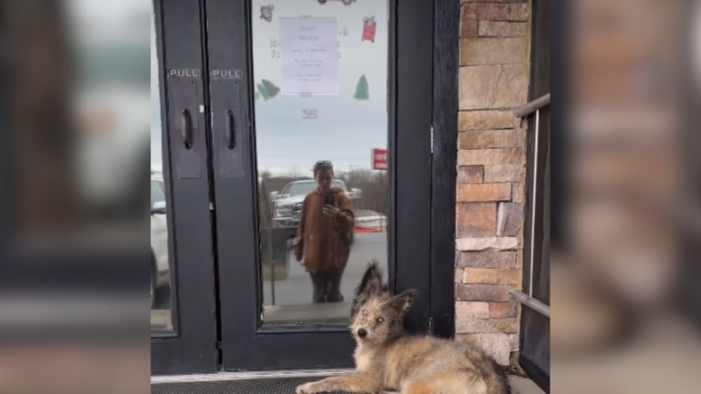 dog lying outside door