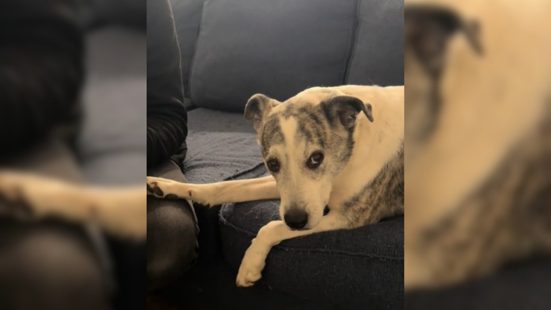 dog with suspicious eyes