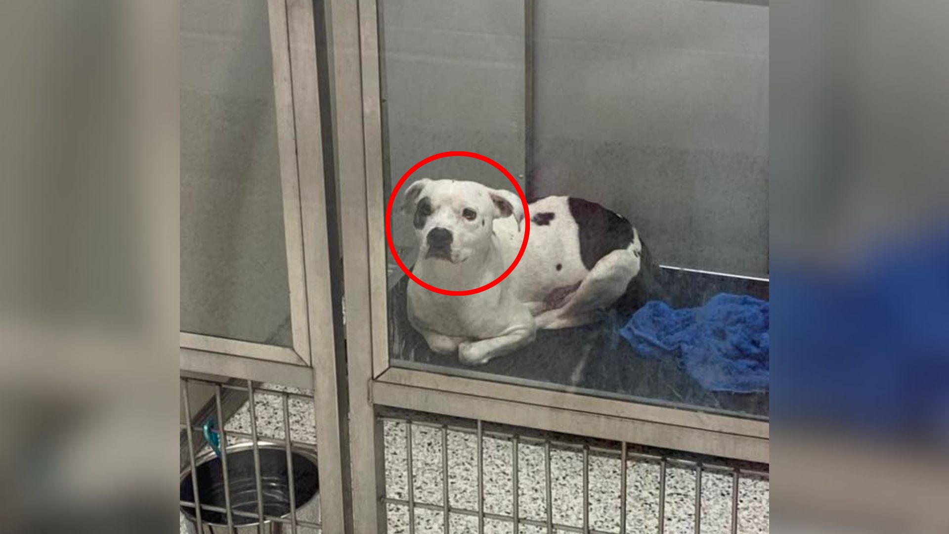dog in shelter