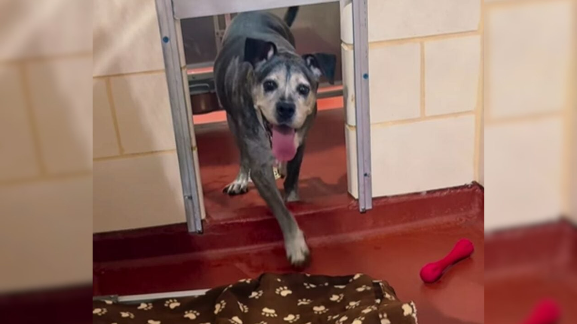 smiling shelter dog